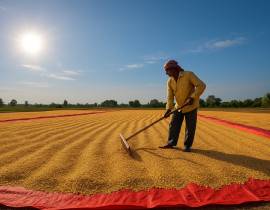 Drying of wet paddy